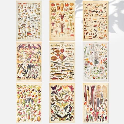 CODIRATO 9 PCS Affiche Botanique Vintage Papillon Poster Rétro Insecte Oiseaux Affiche Esthétique Fleurs Plante Poster Set 30x20cm Fruits Légumes Poster pour Art Mural Déco