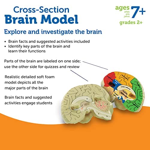 Learning Resources Modèle de cerveau en coupe en mousse souple