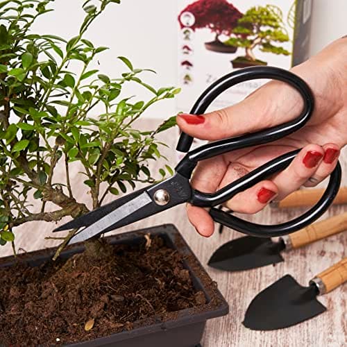 CULTIVEA® Kit Bonsaï Premium Prêt à Pousser - Jardinez et décorez - Entretien de vos bonsaïs et plantes naturel - Fil, Outils, Ciseaux Ronds, Petits Ciseaux Bonsai - Idée Cadeau Original