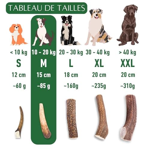 Bois de cerf pour Chien a Macher Entier (1 pièce). Friandise pour Chiots et Chiens de Tout âges. Jouet Occupation. Jouet de Mastication. Soins Dentaire idéal (M)