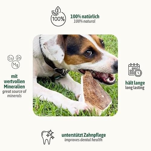 ChronoBalance® S (Lot de 1) à mâcher pour Chien : 100% Bois de cerf, Jouet à mâcher, bâton Dentaire Naturel pour Le Soin des Dents, Riche en minéraux et nutriments