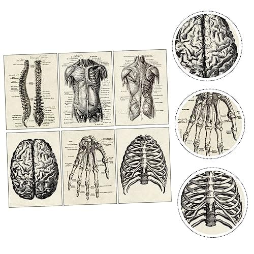JEWEDECO 6 Pièces Anatomie Humaine Anatomique Posters Affiche D'anatomie D'apprentissage Tableau D'anatomie Apprentissage De La Planche Anatomique Tableau Anatomique Humain Black Papier