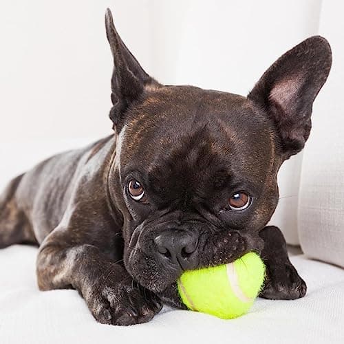 Big Game Hunters Balles pour chien – Balle indestructible pour chien – Balles de tennis pour chien – Lot de 6 balles jaunes pour chiens – Balle interactive pour chien – Balle pour chiot – Balle de