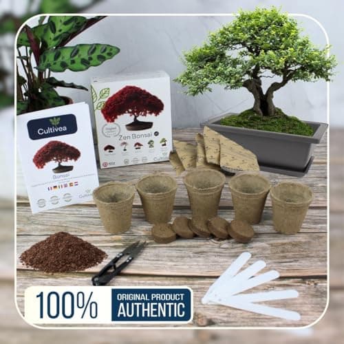 CULTIVEA® Mini Kit Prêt à Pousser Bonsaï – Graines Françaises 100% Écologiques - Jardinez et décorez - Idée Cadeau (Red Mapple, Chinese Cercis, Albizia, Cornus Kousa, Norway Spruce) - Made in France