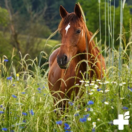 ReaVET Kidney Liquid pour Chevaux 1L - Mélange à Base de Plantes 100% Naturel pour Soutenir la Fonction rénale, pour Les problèmes métaboliques, pour Le Foie et Les Reins surchargés