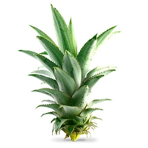 BROMÉLAÏNE + RUTINE * 375 mg / 60 gélules * Anti-inflammatoire, Antioxydants * Garantie Satisfait ou Rembours * Fabriqué en France