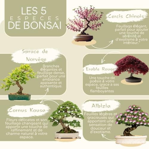 CULTIVEA® Mini Kit Prêt à Pousser Bonsaï – Graines Françaises 100% Écologiques - Jardinez et décorez - Idée Cadeau (Red Mapple, Chinese Cercis, Albizia, Cornus Kousa, Norway Spruce) - Made in France