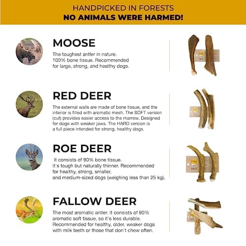 RF - Deer Bois de Cerf élaphe XXL, Soft 1 pièce 100% Naturel Bâtonnets Jouets à mâcher naturels pour Chien, Mâcher des os pour Le Plaisir et Les Soins dentaires, favorisant l'hygiène Dentaire