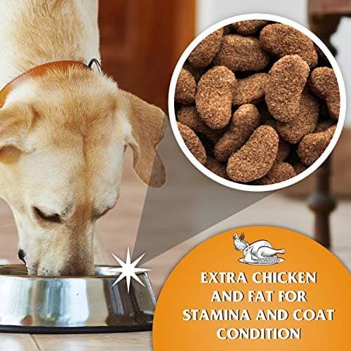 Dr John Gold Complete Croquettes pour Chien Poulet aux légumes 15 kg