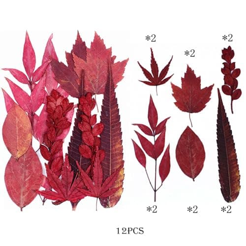 Cayway 73 Pièce Feuille D'érable Rouge Fleur Pressée Naturelle, Fleurs Pressé Séchées Naturelles Florales Naturelles Feuille de Fleurs Pressées pour Bricolage Résine Bijoux