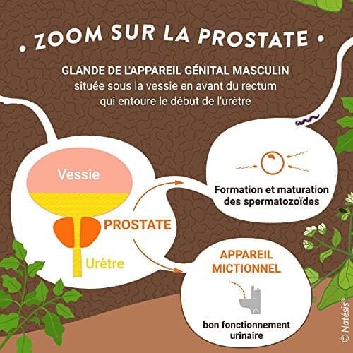 Natésis — Confort Prostate Bio — 100 Gélules — Troubles Urinaires Hommes — Complexe Efficace de Haute Qualité Extraits de Pépin de Courge, Racine d’Ortie et Feuille de Boldo
