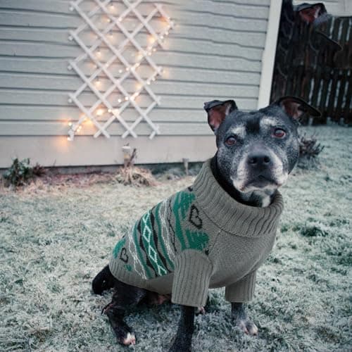 Pull-Overs pour Chien/Chat, Pull de Noël pour Chien Chat Vêtements d'hiver pour Animaux de Compagnie Roulé Tricot Chandails De Noël pour Chiens pour Temps Froid(Gris, XS)