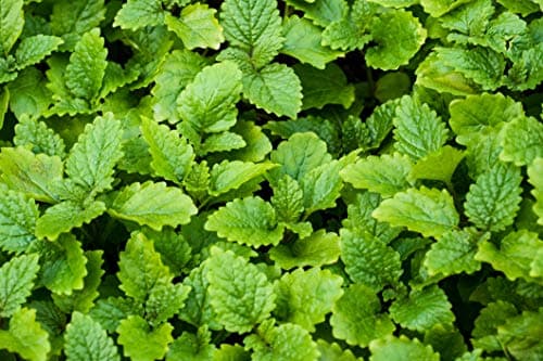 MÉLISSE bio française 100ml | Solution buvable de plantes fraîches | Digestion | Origine France certifiée | Certifié AB | Laboratoire SYNERGIA