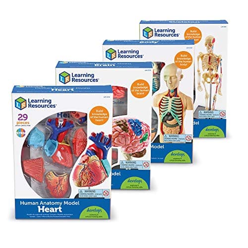 Learning Resources Kit de modèles anatomiques