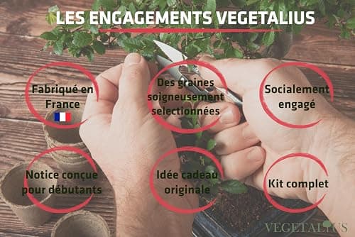 VEGETALIUS - Kit complet de 6 Bonsai avec graines & accessoires - Fabriqué en France - Idée coffret cadeau original pour femme & homme pour votre intérieur ou jardin