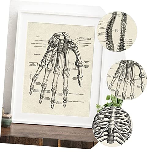 JEWEDECO 6 Pièces Anatomie Humaine Anatomique Posters Affiche D'anatomie D'apprentissage Tableau D'anatomie Apprentissage De La Planche Anatomique Tableau Anatomique Humain Black Papier