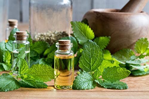 MÉLISSE bio française 100ml | Solution buvable de plantes fraîches | Digestion | Origine France certifiée | Certifié AB | Laboratoire SYNERGIA