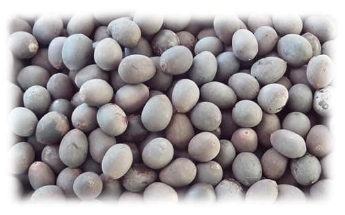 25 grammes de graines de Lotus sacré (Nelumbo nucifera) soit environ 25 graines brutes, non percées, non traitées, viables, récoltées en Inde