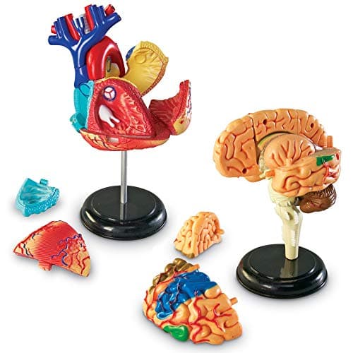 Learning Resources Kit de modèles anatomiques