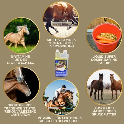 Vitamine b Complexe Cheval I Multivitamines pour Chevaux - Chevaux vitamines avec Vitamine C K B1 B2 B6 B12 Zinc Cheval I B vitamines Complexe système immunitaire VIT b Jument Poulain Nourriture 1L