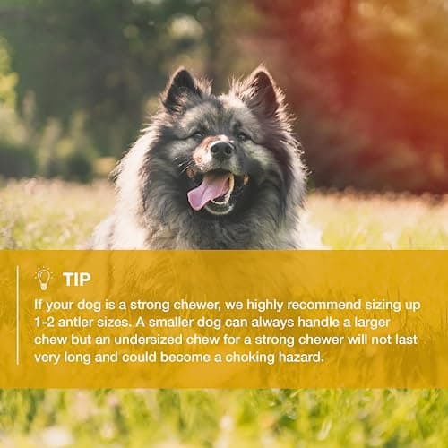 RF - Deer Bois de Cerf élaphe XXL, Soft 1 pièce 100% Naturel Bâtonnets Jouets à mâcher naturels pour Chien, Mâcher des os pour Le Plaisir et Les Soins dentaires, favorisant l'hygiène Dentaire