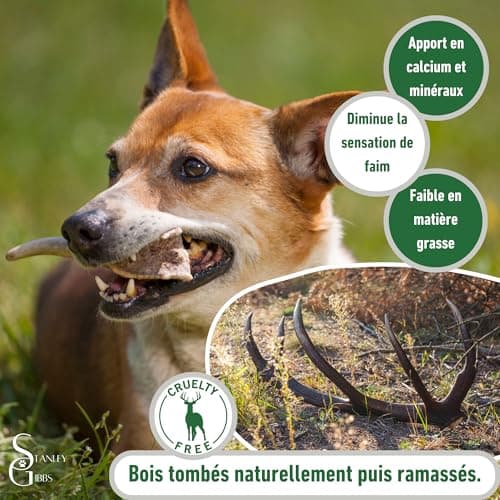 Bois de cerf pour Chien a Macher Entier (1 pièce). Friandise pour Chiots et Chiens de Tout âges. Jouet Occupation. Jouet de Mastication. Soins Dentaire idéal (M)