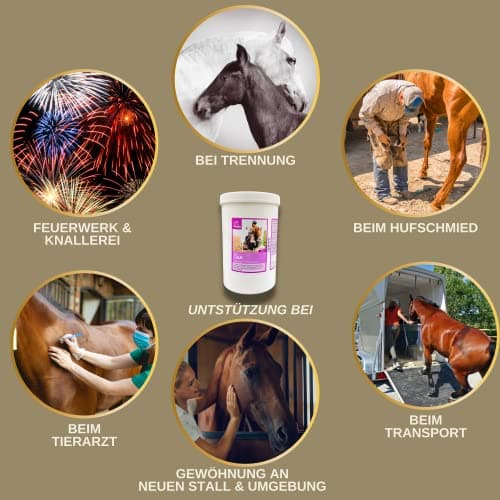 Magnésium Cheval Poudre - Calm Horse Relax Anti-Stress pour Calmer l'agitation I L-tryptophane Vitamine E - Magnésium pour Chevaux à Haute Dose Contre l'anxiété & Stress sérénité Cheval nerveux 1Kg