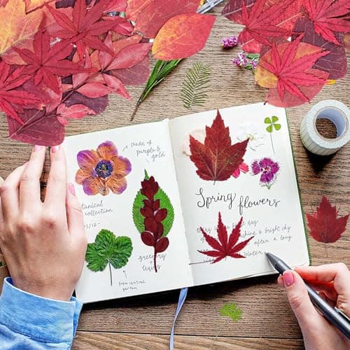 Cayway 73 Pièce Feuille D'érable Rouge Fleur Pressée Naturelle, Fleurs Pressé Séchées Naturelles Florales Naturelles Feuille de Fleurs Pressées pour Bricolage Résine Bijoux
