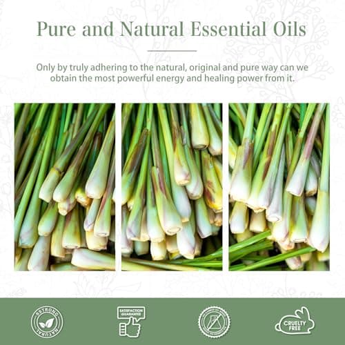 PHATOIL Huile Essentielle Citronnelle 30 ml, Huile Essentielle pour Diffuseur, Huile de Citronnelle Pure Naturelle pour Aromathérapie Humidificateur