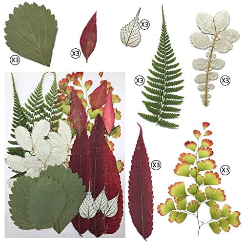 Cinco 90 Pcs Vraies Fleurs et Feuilles Pressées Séchées Pétales Naturels Séchés pour Bougie Résine Bijoux Savon Pendentif pour Ongles Cas De Téléphone Artisanat (Bleu, Violet, Rose, Vert)