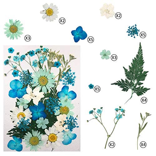 Cinco 90 Pcs Vraies Fleurs et Feuilles Pressées Séchées Pétales Naturels Séchés pour Bougie Résine Bijoux Savon Pendentif pour Ongles Cas De Téléphone Artisanat (Bleu, Violet, Rose, Vert)
