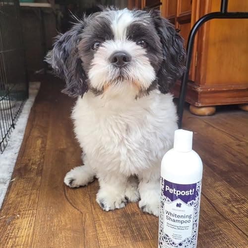 Petpost | Shampooing blanchissant pour Chiens - Le Meilleur Traitement blanchissant pour Chien à Fourrure Blanche - parfumpastèque - pour Maltais, Shih Tzu, Bichon Frise - 474 ML