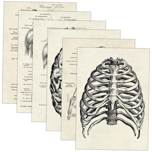 JEWEDECO 6 Pièces Anatomie Humaine Anatomique Posters Affiche D'anatomie D'apprentissage Tableau D'anatomie Apprentissage De La Planche Anatomique Tableau Anatomique Humain Black Papier
