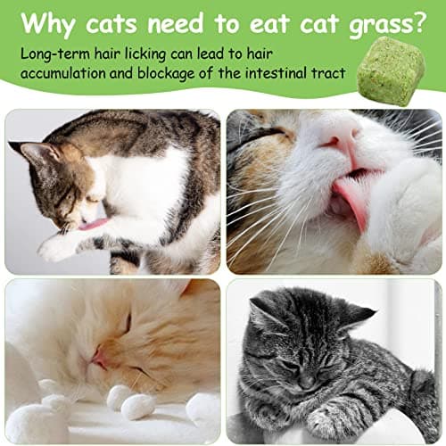 Collations pour Chats Herbe à Chat, 60g Snack pour Chat Lyophilisé pour Le Nettoyage des Dents