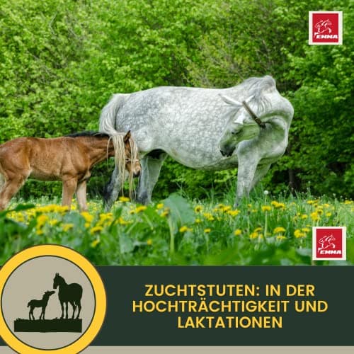 Vitamine b Complexe Cheval I Multivitamines pour Chevaux - Chevaux vitamines avec Vitamine C K B1 B2 B6 B12 Zinc Cheval I B vitamines Complexe système immunitaire VIT b Jument Poulain Nourriture 1L