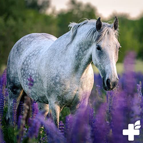 ReaVET Kidney Liquid pour Chevaux 1L - Mélange à Base de Plantes 100% Naturel pour Soutenir la Fonction rénale, pour Les problèmes métaboliques, pour Le Foie et Les Reins surchargés