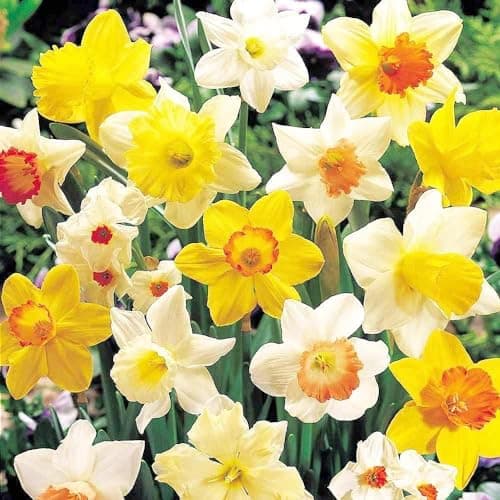 Bulbes de jonquilles Budget Collection (25 pièces) - Parfumées, vivaces et résistantes au froid - mélange de bulbes de Hollande - pour le jardin et le pot, 6-7 variétés