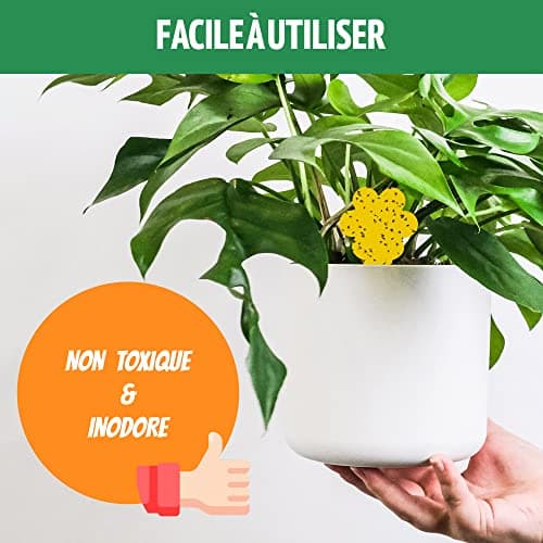 Super Ninja Anti Moucherons Interieur – 10 Pièges – Attrape Mouche De Plantes - écologique – Tres Efficace - Utilisation Facile - Jusqu'à 3 Mois par Piege (10 Pièges)