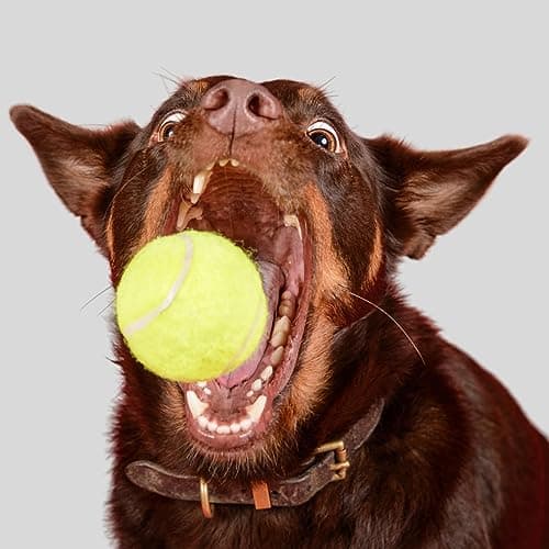 Big Game Hunters Balles pour chien – Balle indestructible pour chien – Balles de tennis pour chien – Lot de 6 balles jaunes pour chiens – Balle interactive pour chien – Balle pour chiot – Balle de