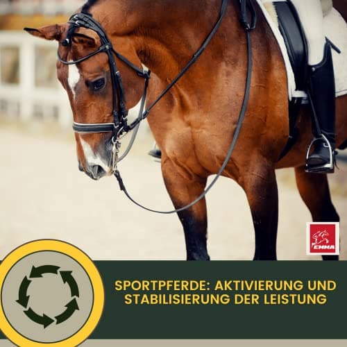 Vitamine b Complexe Cheval I Multivitamines pour Chevaux - Chevaux vitamines avec Vitamine C K B1 B2 B6 B12 Zinc Cheval I B vitamines Complexe système immunitaire VIT b Jument Poulain Nourriture 1L