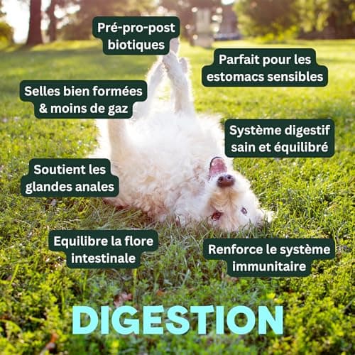 BESTI - Digestion | 75 Compléments Alimentaires Premium pour Chiens | Probiotiques, Prébiotiques, Postbiotiques | Flore Intestinale | Marque Française - Formule Vétérinaire | Au Poulet | 300 GR