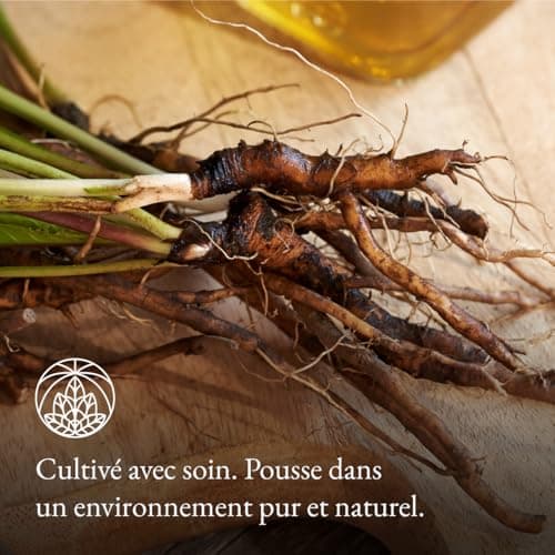Tisane de racine de pissenlit Monte Nativo (300 g) - 100% pure et naturelle, sans additifs - Pissenlit comme tisane ou cadeau de thé - Tisane aromatique - Thé aux fruits - Thé Chaud ou Thé glacé