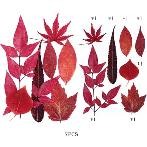 Cayway 73 Pièce Feuille D'érable Rouge Fleur Pressée Naturelle, Fleurs Pressé Séchées Naturelles Florales Naturelles Feuille de Fleurs Pressées pour Bricolage Résine Bijoux