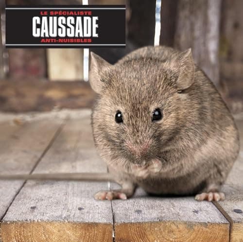CAUSSADE Anti Rats & Souris - Forte Infestation - Lieux secs & humides - 10 Sachets pâtes Fluorescents - Prêt à l'emploi - Une Ingestion Suffit - Fabriqué en France - 150g - CARSPT150N