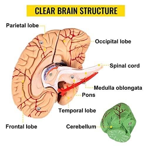 VEVOR Modèle de Crâne Humain Anatomique avec Cerveau 8 Parties Anatomie Crâne Humaine PVC 1:1 Grandeur Nature Crâne Étiqueté Modèle Coloré pour Enseignement Médical Recherche Apprentissage 15x15x20 cm