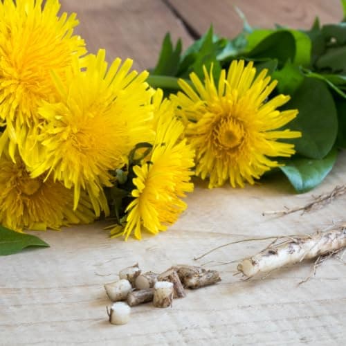 Racine de pissenlit bio moulue (100g), Racine de pissenlit biologique séchée, Racine de pissenlit de collection sauvage, Thé de pissenlit biologique, Thé de racine de pissenlit 100% naturel