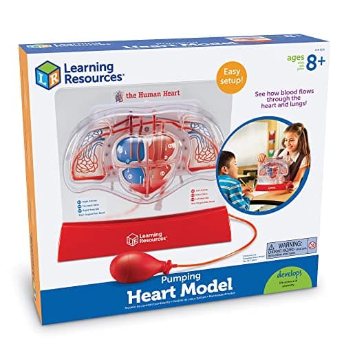 Learning Resources Modèle de cœur battant