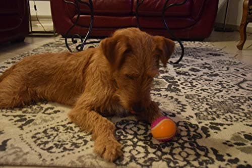 Aimé - Balle pour Chien 5 en 1 Saveur Bœuf - Jouet Interactif/Éducatif pour Développer et Stimuler les 5 Sens - Résistant Toutes Races et Tous Âges - Balle 6 cm