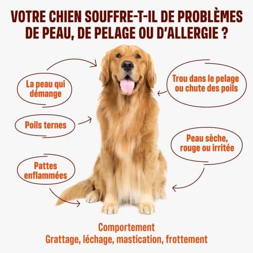 ivvi - Skin & Coat - Complément Alimentaire pour Chien, Anti-Démangeaisons, Fourrure Douce et Brillante - Oméga 3, Huile de Saumon, DHAgold, Vitamines C, E et Zinc - 60 Friandises au Saumon