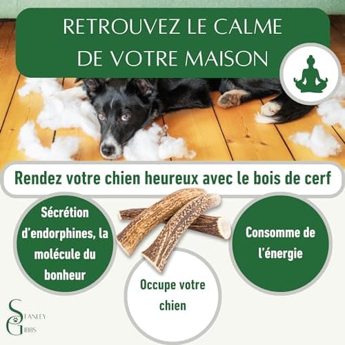 Bois de cerf pour Chien a Macher Entier (1 pièce). Friandise pour Chiots et Chiens de Tout âges. Jouet Occupation. Jouet de Mastication. Soins Dentaire idéal (M)